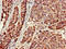 Actin Related Protein 1A antibody, orb52346, Biorbyt, Immunohistochemistry paraffin image 