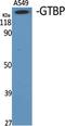 MutS Homolog 6 antibody, A00553, Boster Biological Technology, Western Blot image 