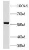 Transmembrane 7 Superfamily Member 2 antibody, FNab08731, FineTest, Western Blot image 