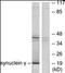 Synuclein Gamma antibody, orb95607, Biorbyt, Western Blot image 