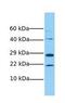 RNA Binding Motif Protein 24 antibody, GTX47201, GeneTex, Western Blot image 