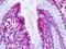 Prostaglandin E Receptor 4 antibody, orb85096, Biorbyt, Immunohistochemistry paraffin image 