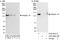 Integrin Subunit Alpha 6 antibody, A303-682A, Bethyl Labs, Western Blot image 