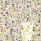 Ubiquitin D antibody, A01970, Boster Biological Technology, Immunohistochemistry frozen image 