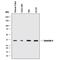 Galectin 4 antibody, MAB1227, R&D Systems, Western Blot image 