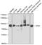 Acylaminoacyl-Peptide Hydrolase antibody, GTX30054, GeneTex, Western Blot image 