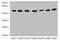 Atlastin GTPase 2 antibody, orb35189, Biorbyt, Western Blot image 