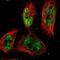 PR domain zinc finger protein 4 antibody, NBP1-80921, Novus Biologicals, Immunofluorescence image 