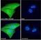 Cytohesin 1 Interacting Protein antibody, NB100-1002, Novus Biologicals, Immunofluorescence image 