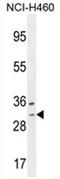 WBSCR27 antibody, AP54533PU-N, Origene, Western Blot image 