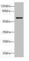 KH Domain Containing 4, Pre-MRNA Splicing Factor antibody, CSB-PA770364LA01HU, Cusabio, Western Blot image 