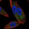 Glycolipid transfer protein antibody, NBP2-31642, Novus Biologicals, Immunofluorescence image 