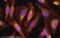 Apoptosis Inducing Factor Mitochondria Associated 1 antibody, ab1998, Abcam, Immunocytochemistry image 