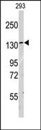 Leucyl-TRNA Synthetase antibody, AP14056PU-N, Origene, Western Blot image 