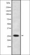 Transcription Elongation Factor A Like 2 antibody, orb338763, Biorbyt, Western Blot image 