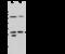 Lin-7 Homolog A, Crumbs Cell Polarity Complex Component antibody, 107112-T38, Sino Biological, Western Blot image 