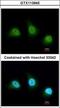 Peptidyl Arginine Deiminase 4 antibody, GTX113945, GeneTex, Immunofluorescence image 