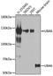 Ubiquitin Like Modifier Activating Enzyme 6 antibody, GTX65920, GeneTex, Western Blot image 