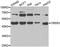 CAMP Responsive Element Binding Protein 3 antibody, A6567, ABclonal Technology, Western Blot image 