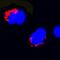 Fas Ligand antibody, MAB1858, R&D Systems, Immunofluorescence image 