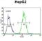 Retinol Dehydrogenase 13 antibody, abx026565, Abbexa, Western Blot image 