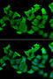 Hydroxyacylglutathione Hydrolase antibody, 22-353, ProSci, Immunofluorescence image 