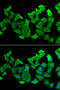 Hydroxyacylglutathione Hydrolase antibody, 22-353, ProSci, Immunofluorescence image 