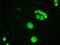 GATA Binding Protein 6 antibody, MA5-24895, Invitrogen Antibodies, Immunocytochemistry image 