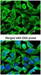 Ribosomal Protein S10 antibody, NBP1-31357, Novus Biologicals, Immunocytochemistry image 