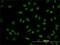 POU Class 4 Homeobox 3 antibody, H00005459-M01, Novus Biologicals, Immunocytochemistry image 