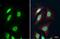 Flap endonuclease 1 antibody, GTX101777, GeneTex, Immunofluorescence image 