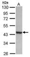 p21-activated protein kinase-interacting protein 1 antibody, GTX116276, GeneTex, Western Blot image 