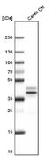N-terminal EF-hand calcium-binding protein 2 antibody, NBP1-84002, Novus Biologicals, Western Blot image 