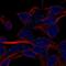Small EDRK-Rich Factor 1B antibody, NBP2-57943, Novus Biologicals, Immunofluorescence image 