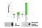 Fibroblast Growth Factor Receptor 4 antibody, 69193C, Cell Signaling Technology, Enzyme Linked Immunosorbent Assay image 