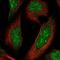 Bromodomain And WD Repeat Domain Containing 1 antibody, NBP1-89878, Novus Biologicals, Immunocytochemistry image 