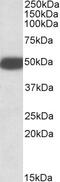 MOB Kinase Activator 2 antibody, 42-837, ProSci, Enzyme Linked Immunosorbent Assay image 