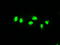 SEK1 antibody, TA500430, Origene, Immunofluorescence image 