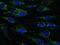 Enoyl-CoA Hydratase 1 antibody, GTX54746, GeneTex, Immunocytochemistry image 