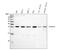 Sm-D antibody, PB9441, Boster Biological Technology, Western Blot image 