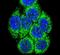 Cytochrome P450 Family 3 Subfamily A Member 43 antibody, PA5-26009, Invitrogen Antibodies, Immunofluorescence image 