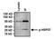 Heat Shock Protein Family B (Small) Member 1 antibody, PA1-016, Invitrogen Antibodies, Immunoprecipitation image 
