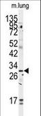 Golgi Phosphoprotein 3 antibody, LS-C100648, Lifespan Biosciences, Western Blot image 
