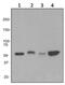 Slit Guidance Ligand 2 antibody, ab134166, Abcam, Western Blot image 