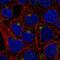 Transmembrane Protein 63A antibody, NBP2-56514, Novus Biologicals, Immunofluorescence image 