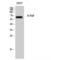 A-Raf Proto-Oncogene, Serine/Threonine Kinase antibody, LS-C382097, Lifespan Biosciences, Western Blot image 