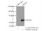 TRIM27 antibody, 12205-1-AP, Proteintech Group, Immunoprecipitation image 