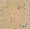 RFT1 Homolog antibody, LS-C162555, Lifespan Biosciences, Immunohistochemistry frozen image 