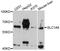 Solute Carrier Family 1 Member 6 antibody, A2904, ABclonal Technology, Western Blot image 