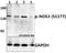 Nitric Oxide Synthase 3 antibody, A01604S1177, Boster Biological Technology, Western Blot image 
